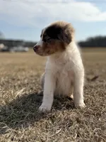 Lenny 💙, a male Aussiedoodle for sale in Clayton, NC – Photo 1 of 10
