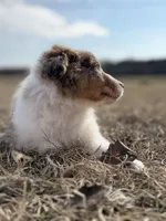 Lenny 💙, a male Aussiedoodle for sale in Clayton, NC – Photo 8 of 10