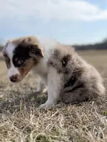 Lenny 💙, a male Aussiedoodle for sale in Clayton, NC – Photo 7 of 10