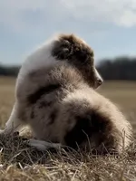 Lenny 💙, a male Aussiedoodle for sale in Clayton, NC – Photo 2 of 10
