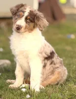 Cooper 💙, a male Aussiedoodle for sale in Clayton, NC – Photo 7 of 7