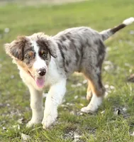 Cooper 💙, a male Aussiedoodle for sale in Clayton, NC – Photo 1 of 7