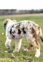 Cooper 💙, a male Aussiedoodle for sale in Clayton, NC – Photo 6 of 7