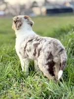 Cooper 💙, a male Aussiedoodle for sale in Clayton, NC – Photo 4 of 7