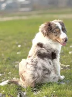 Cooper 💙, a male Aussiedoodle for sale in Clayton, NC – Photo 3 of 7