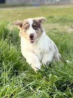 Cooper 💙, a male Aussiedoodle for sale in Clayton, NC – Photo 2 of 7