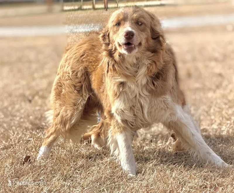 Lilly 🩷, a female Border Collie for sale in Clayton, NC – Photo 1 of 4