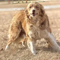 Lilly 🩷, a female Border Collie for sale in Clayton, NC – Photo 1 of 4