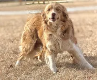 Lilly 🩷, a female Border Collie for sale in Clayton, NC – Photo 1 of 4