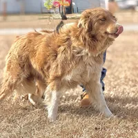 Lilly 🩷, a female Border Collie for sale in Clayton, NC – Photo 3 of 4
