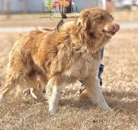 Lilly 🩷, a female Border Collie for sale in Clayton, NC – Photo 3 of 4