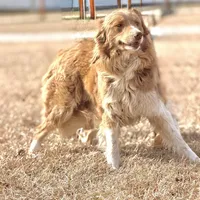 Lilly 🩷, a female Border Collie for sale in Clayton, NC – Photo 2 of 4