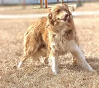 Lilly 🩷, a female Border Collie for sale in Clayton, NC – Photo 2 of 4