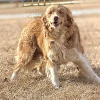 Lilly 🩷, a female Border Collie for sale in Clayton, NC – Photo 4 of 4