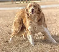 Lilly 🩷, a female Border Collie for sale in Clayton, NC – Photo 4 of 4