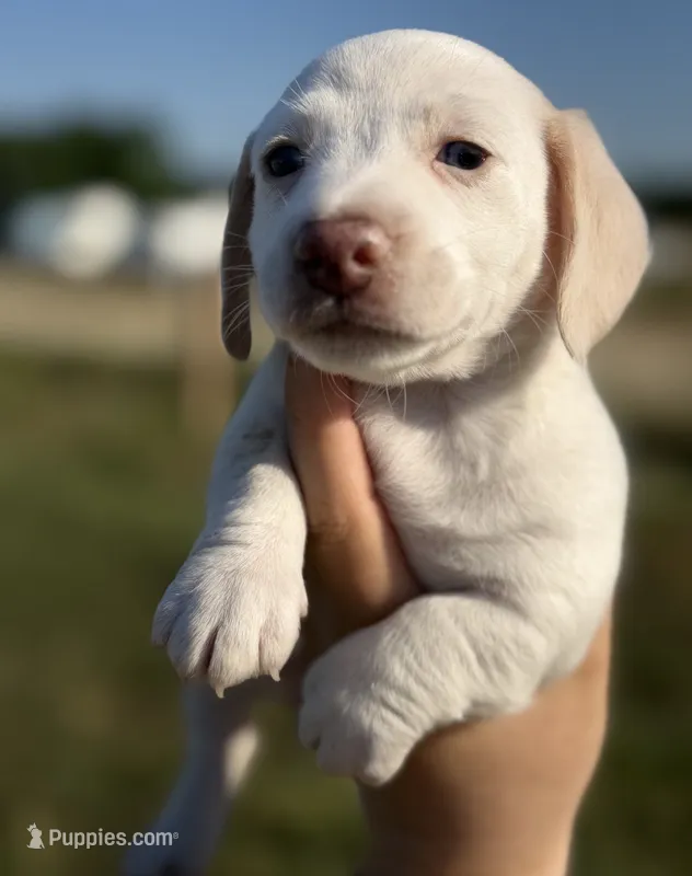 Honey  – Miniature Dachshund puppy for sale in Clayton, NC