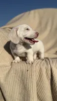 Cash 💙, a male Dachshund for sale in Clayton, NC – 8 of 10