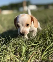 Wennie 🩷, a female Dachshund for sale in Clayton, NC – 4 of 10