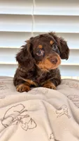 Toby, a male Dachshund for sale in Clayton, NC – 4 of 6