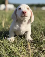 Cash 💙, a male Miniature Dachshund for sale in Clayton, NC – 2 of 9