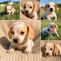 Winnie Girl, a female Miniature Dachshund for sale in Clayton, NC – 1 of 1