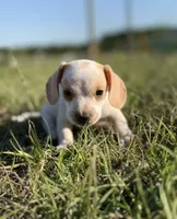 Wennie 🩷, a female Dachshund for sale in Clayton, NC – 8 of 10