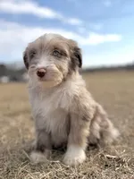 Finny 💙, a male Aussiedoodle for sale in Clayton, NC – Photo 5 of 7