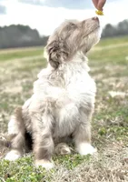 Finny 💙, a male Aussiedoodle for sale in Clayton, NC – Photo 2 of 7