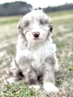 Finny 💙, a male Aussiedoodle for sale in Clayton, NC – Photo 1 of 7