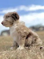 Finny 💙, a male Aussiedoodle for sale in Clayton, NC – Photo 6 of 7