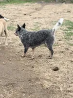 Wire 🩷, a female Australian Cattle Dog for sale in Clayton, NC – Photo 4 of 8