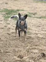 Wire 🩷, a female Australian Cattle Dog for sale in Clayton, NC – Photo 8 of 8