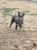 Wire 🩷, a female Australian Cattle Dog for sale in Clayton, NC – Photo 2 of 8