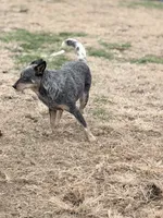 Wire 🩷, a female Australian Cattle Dog for sale in Clayton, NC – Photo 7 of 8