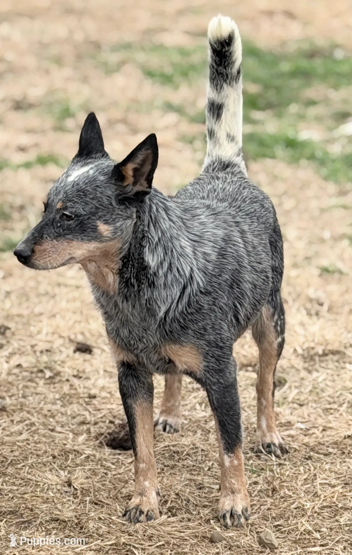 Wire 🩷, a female Australian Cattle Dog for sale in Clayton, NC – Photo 3 of 8