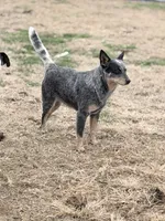 Wire 🩷, a female Australian Cattle Dog for sale in Clayton, NC – Photo 5 of 8