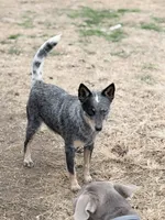 Wire 🩷, a female Australian Cattle Dog for sale in Clayton, NC – Photo 1 of 8