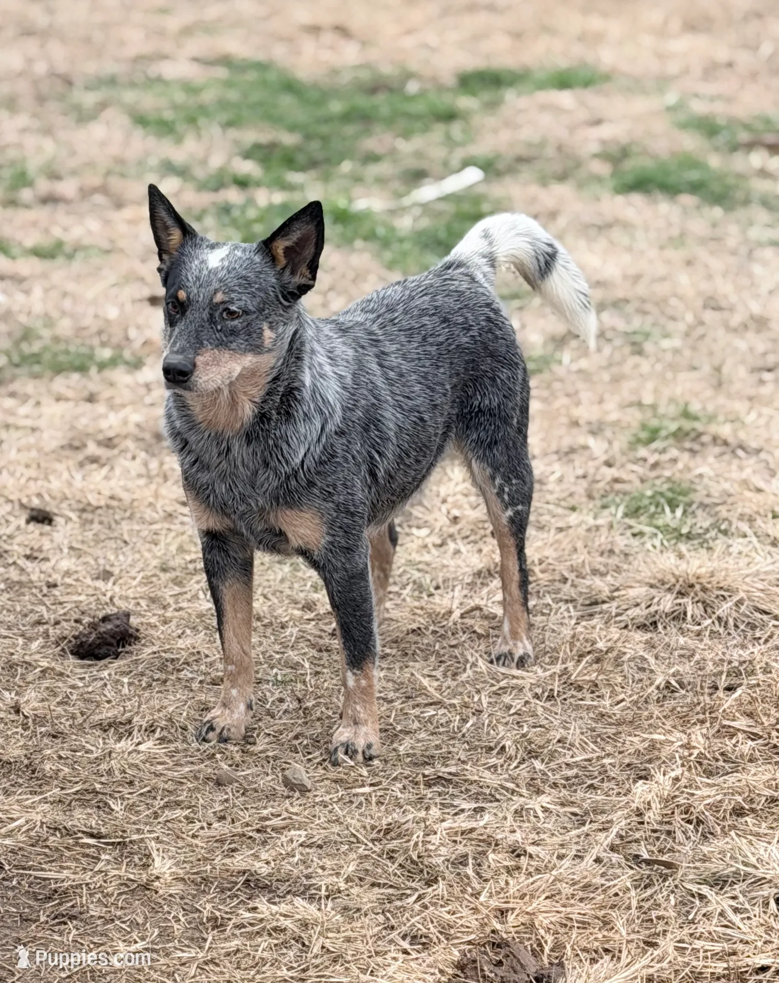 Wire 🩷, a female Australian Cattle Dog for sale in Clayton, NC – Photo 6 of 8