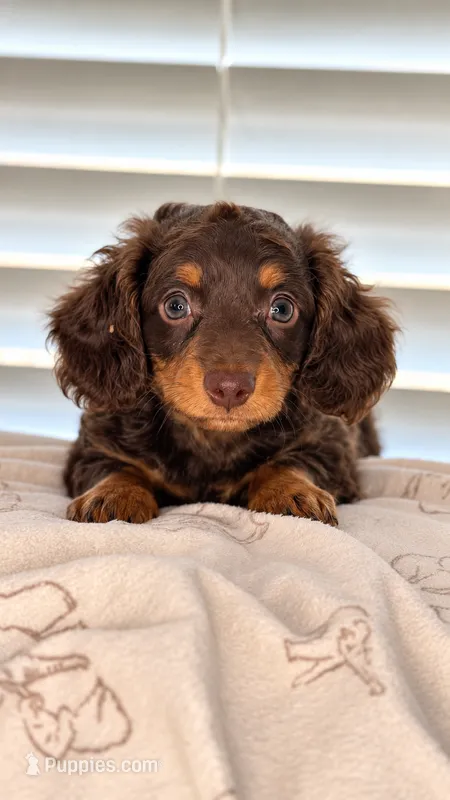 Toby – Dachshund puppy for sale in Clayton, NC