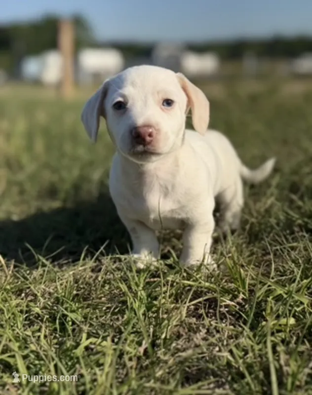 Honey  – Miniature Dachshund puppy for sale in Clayton, NC