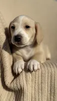 Honey 🩷, a female Dachshund for sale in Clayton, NC – 5 of 10