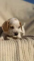 Wennie 🩷, a female Dachshund for sale in Clayton, NC – 10 of 10