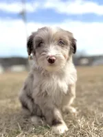 Finny Boy 💙, a male Aussiedoodle for sale in Clayton, NC – Photo 2 of 10