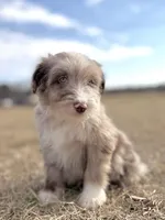 Finny Boy 💙, a male Aussiedoodle for sale in Clayton, NC – Photo 3 of 10