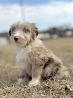 Finny Boy 💙, a male Aussiedoodle for sale in Clayton, NC – Photo 7 of 10