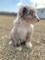 Finny Boy 💙, a male Aussiedoodle for sale in Clayton, NC – Photo 9 of 10