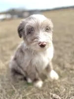 Finny Boy 💙, a male Aussiedoodle for sale in Clayton, NC – Photo 4 of 10