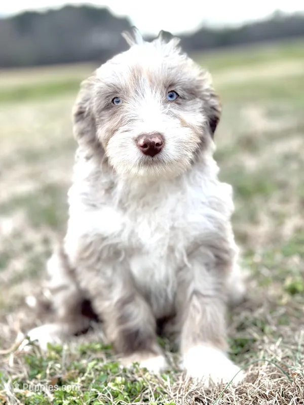 Finny Boy 💙, a male Aussiedoodle for sale in Clayton, NC – Photo 1 of 10