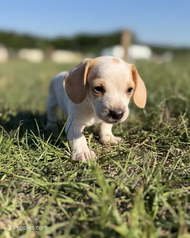 Wennie 🩷 – Dachshund puppy for sale in Clayton, NC