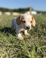 Wennie 🩷, a female Dachshund for sale in Clayton, NC – 1 of 10
